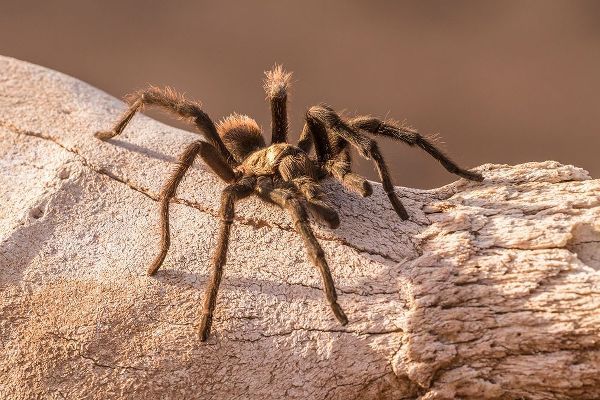 Arizona-Santa Cruz County Close-up of tarantula